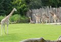 53 - 10 Giraffen sammelten sich vor dem Innengehege - vielleicht gibt es Futter